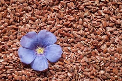 "Discover the Miraculous Benefits of Flaxseeds: A Natural Panacea for Cancer Patients and Heart Health"
