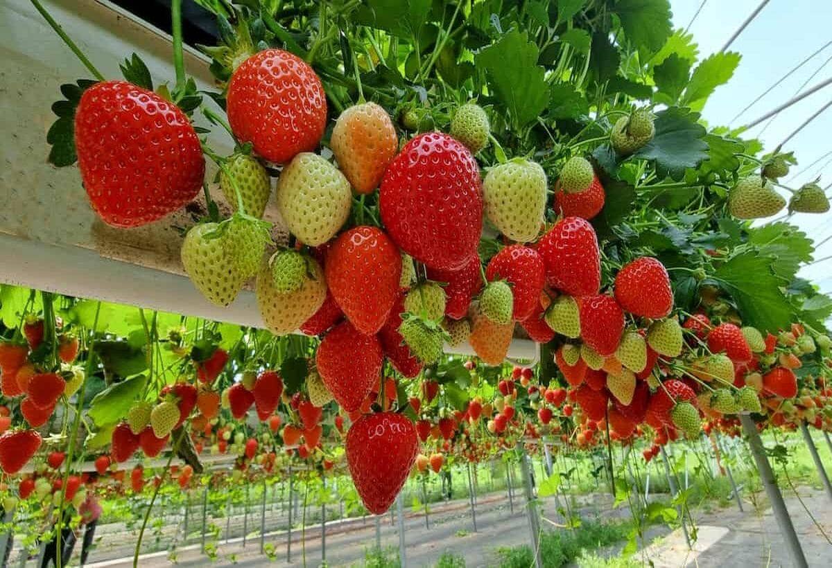 Profitable Business Idea: How to Start Strawberry Farming and Earn Lakhs
