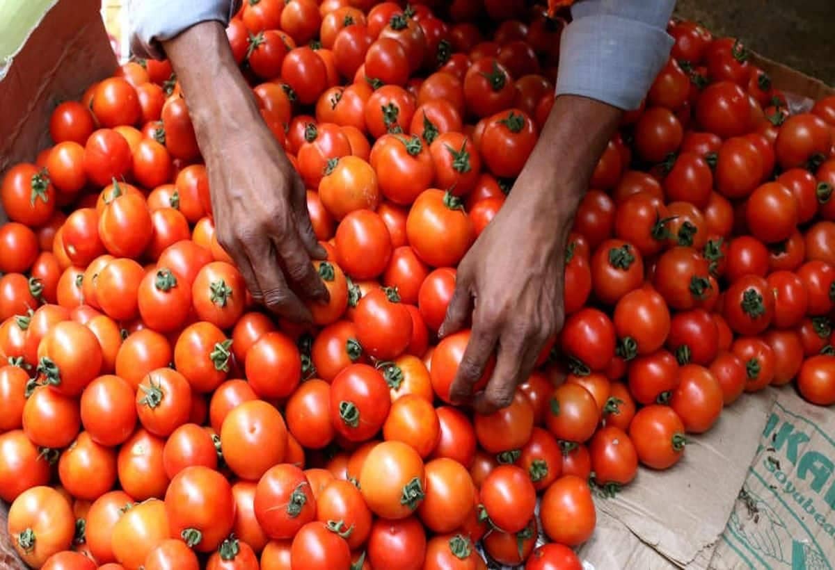 Affordable Tomatoes at Your Fingertips: Government's ONDC Platform Offers Relief Amid Rising Prices