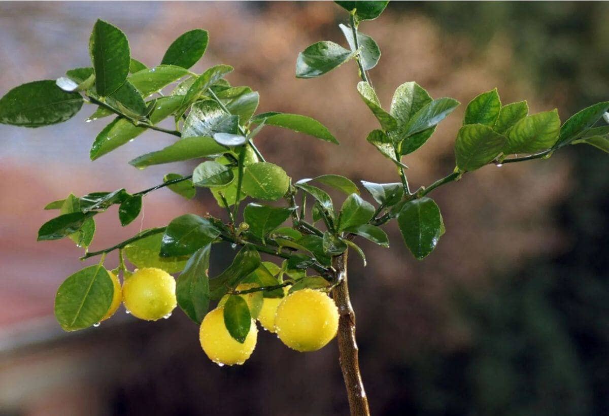 "Discover the Health Benefits of Lemon Leaves: A Natural Remedy for Kidney Stones, Stomach Issues, and Headaches"